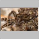 Pardosa sp - Wolfspinne 02c mit Nachwuchs auf dem Ruecken.jpg